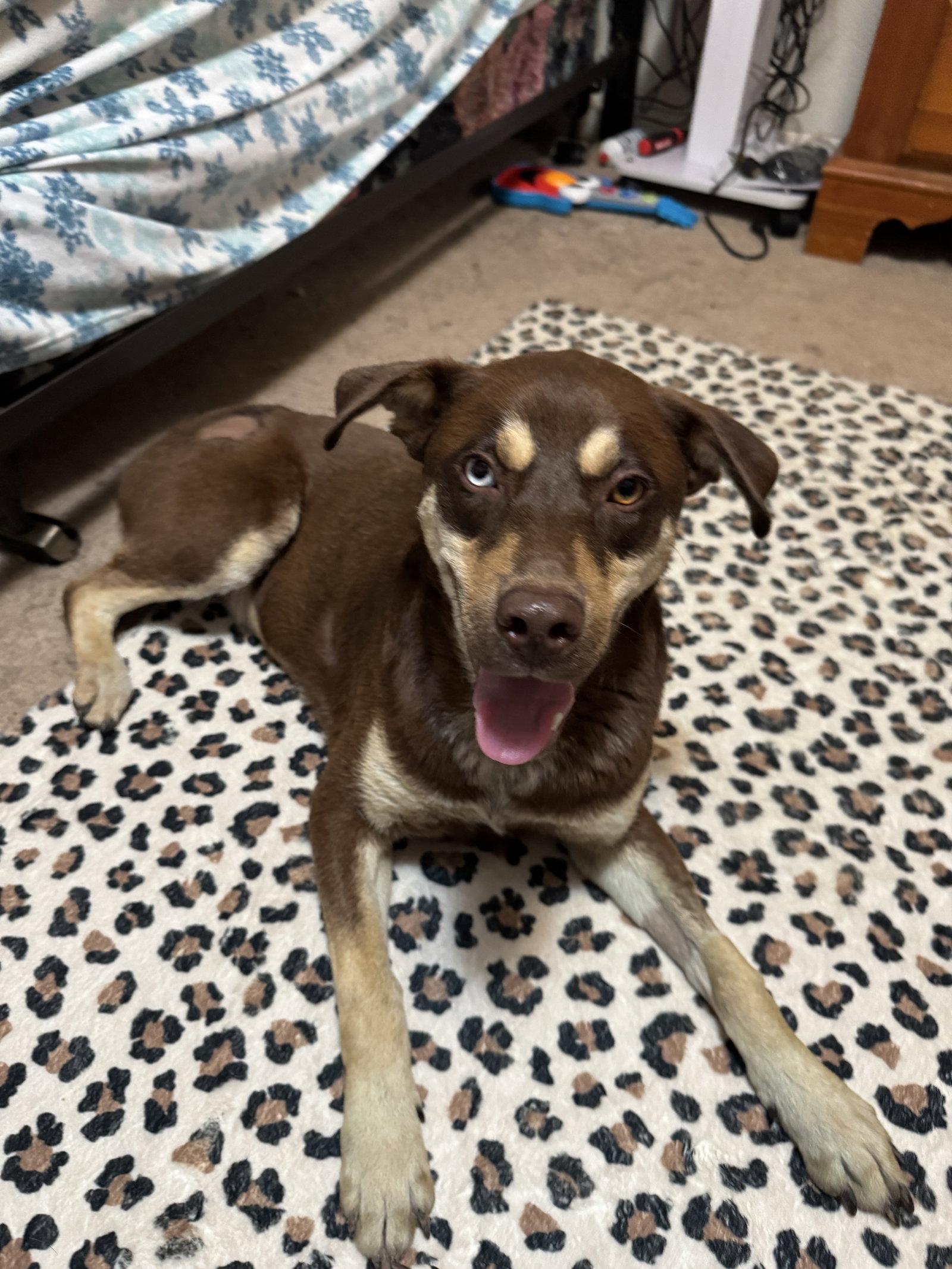 Enlarge Coleman *LOCAL*, a Adoptable Australian Shepherd in Wakefield, RI image 3/3