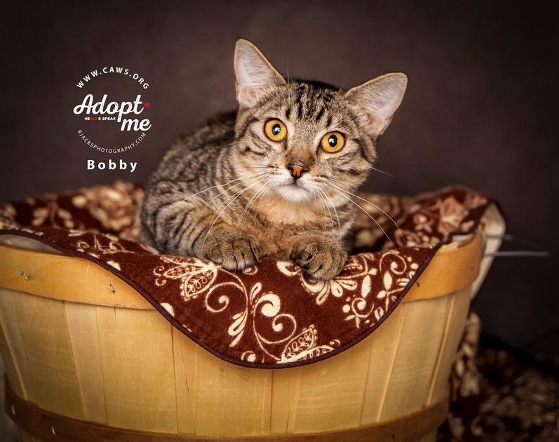 Bobby, Adoptable, Adult Male Domestic Short Hair.