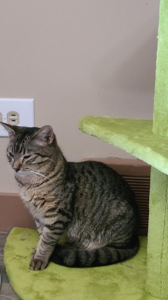 Enlarge Bobby, a Adoptable mixed breed in Salt Lake City, UT image 2/6