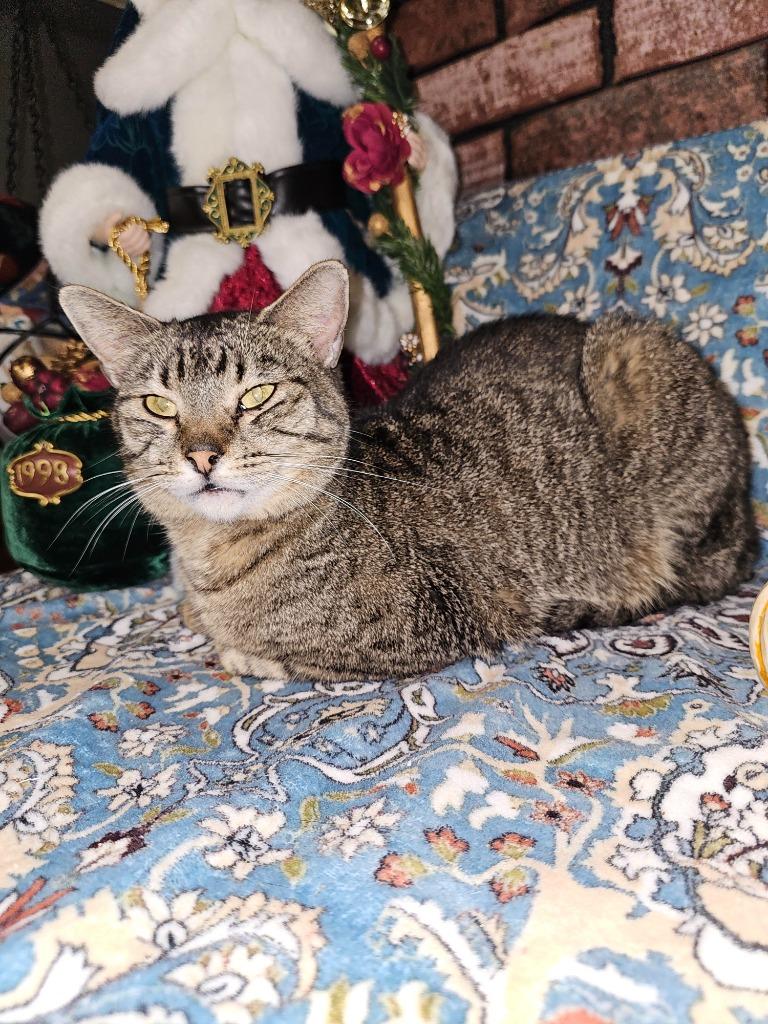 Enlarge Bobby, a Adoptable mixed breed in Salt Lake City, UT image 3/6