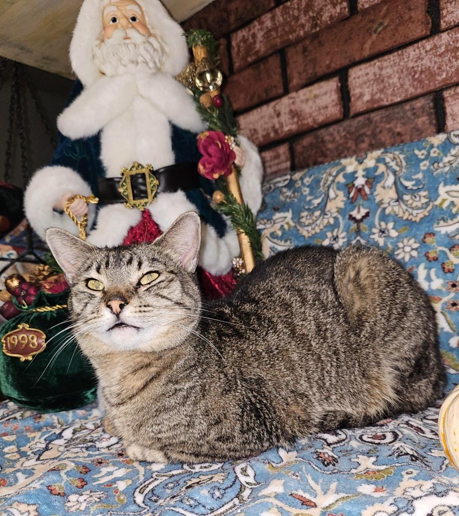 Enlarge Bobby, a Adoptable mixed breed in Salt Lake City, UT image 4/6