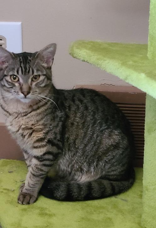 Enlarge Bobby, a Adoptable mixed breed in Salt Lake City, UT image 6/6