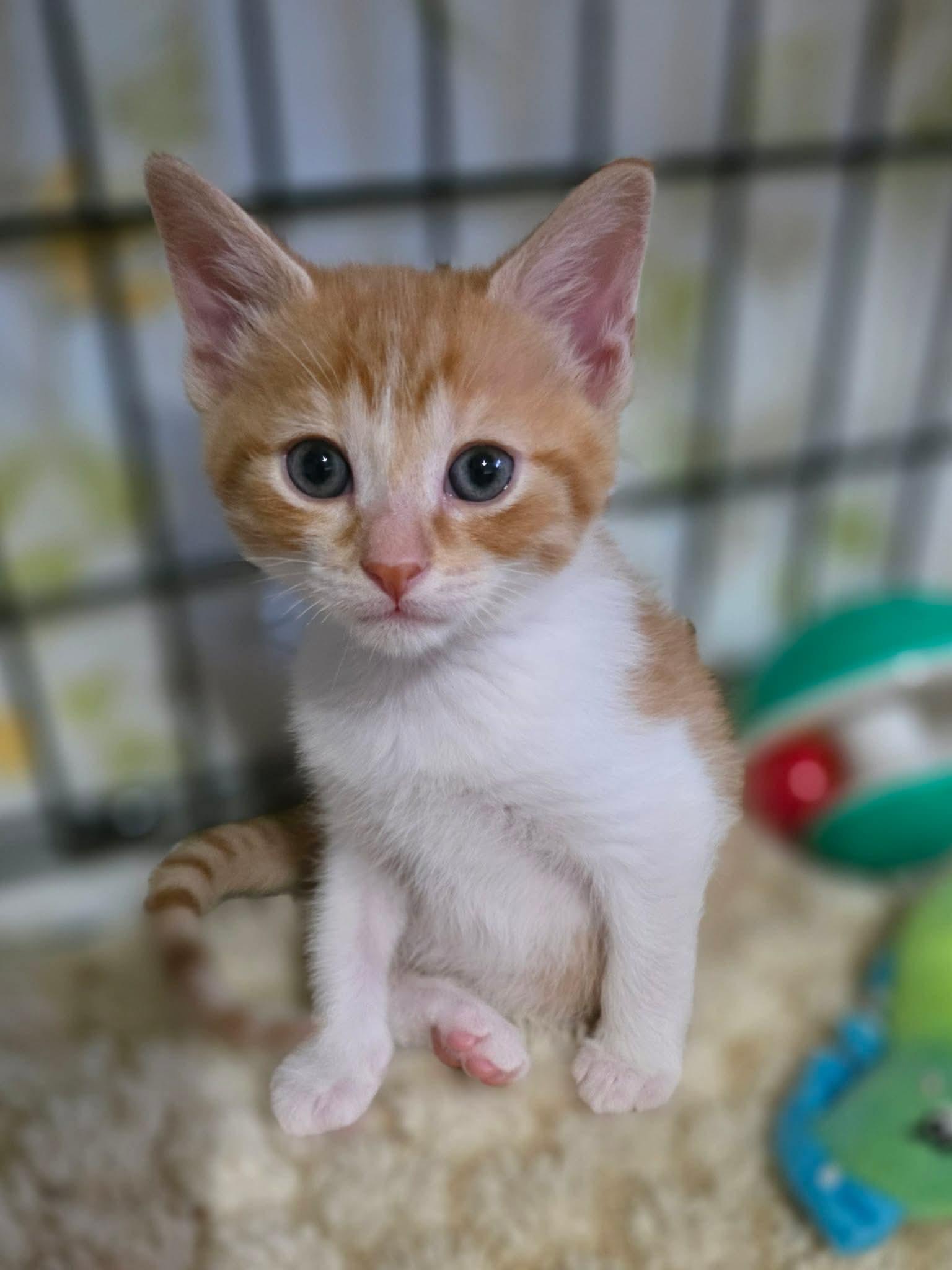 Darwin, an adopted Domestic Short Hair in Terrebonne, QC image 2/6