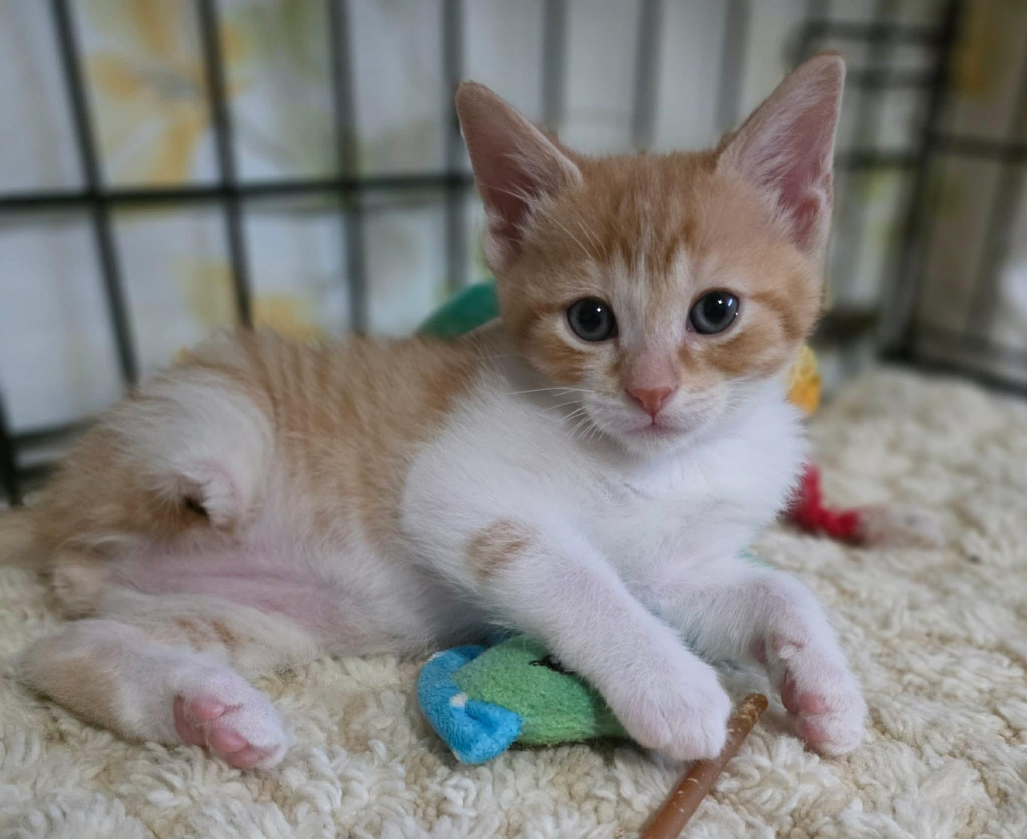 Darwin, adopted, Kitten Male Domestic Short Hair.