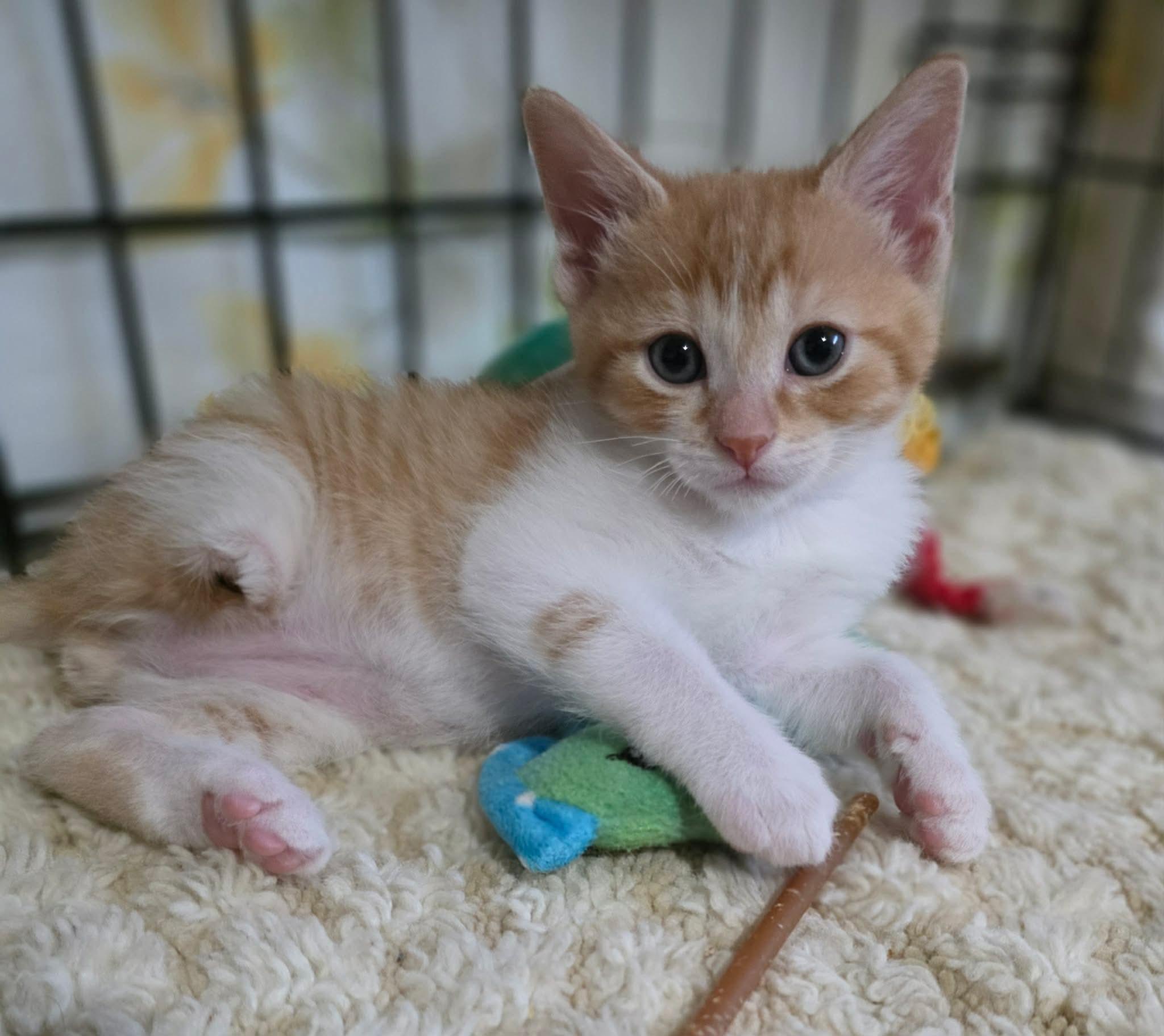 Darwin, an adopted Domestic Short Hair in Terrebonne, QC image 5/6