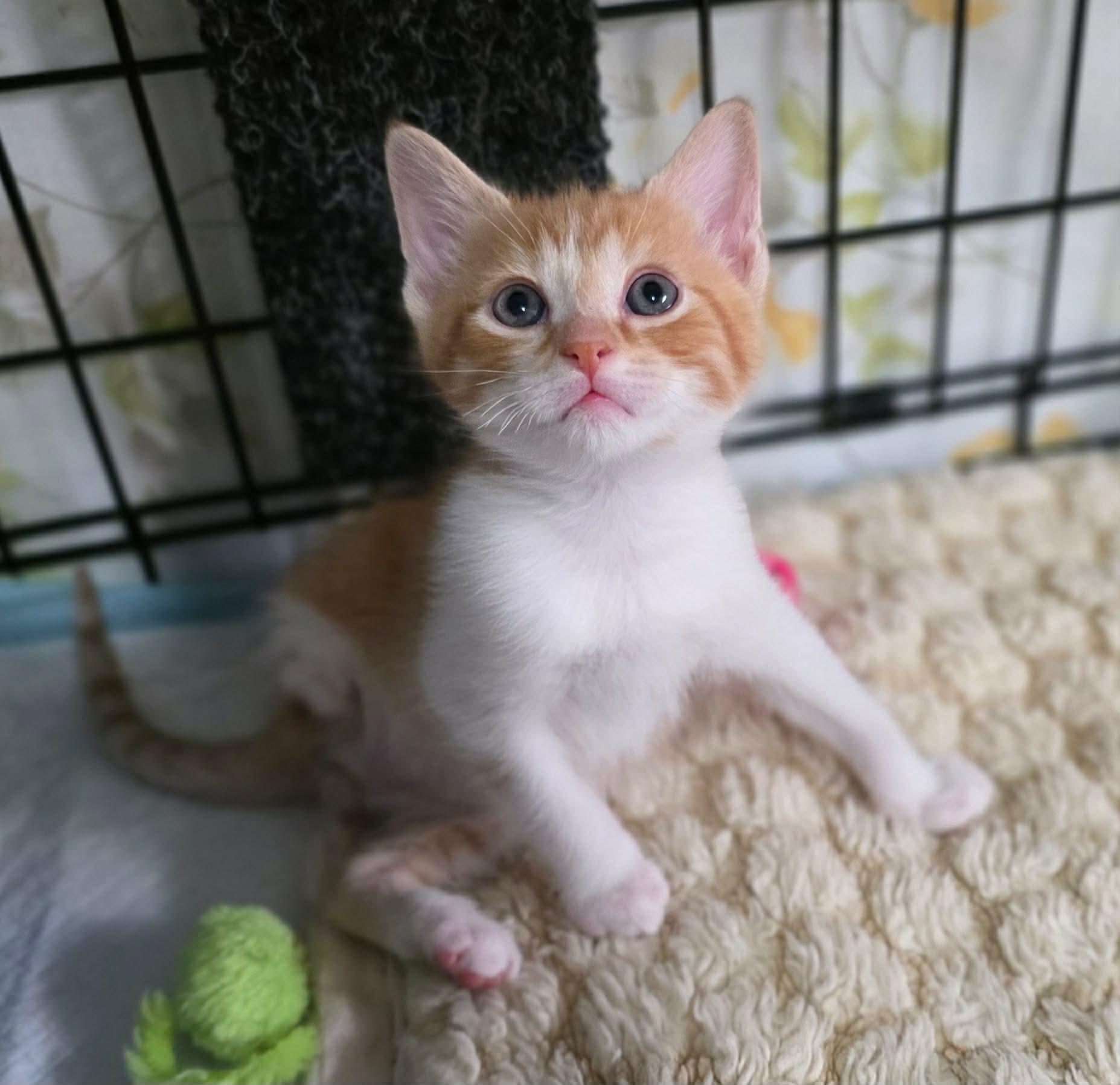 Darwin, an adopted Domestic Short Hair in Terrebonne, QC image 4/6