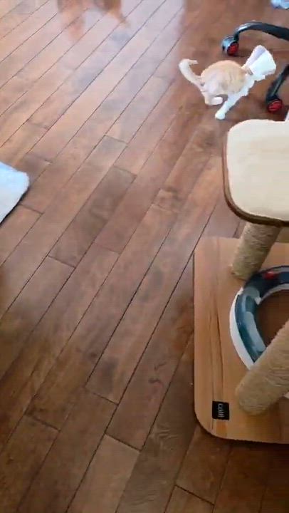Enlarge Darwin, an adopted Domestic Short Hair in Terrebonne, QC video 6/6