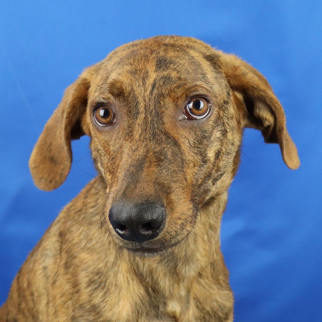 Ritz in NH! Come Meet our Adoptable Dogs! More info in Bio!