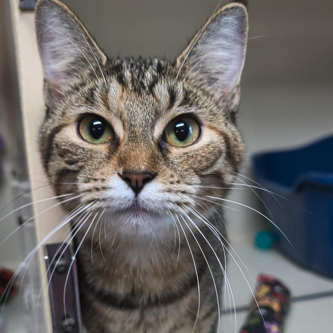 Enlarge Thelma, a Adoptable Domestic Short Hair in West Jefferson, OH image 2/6