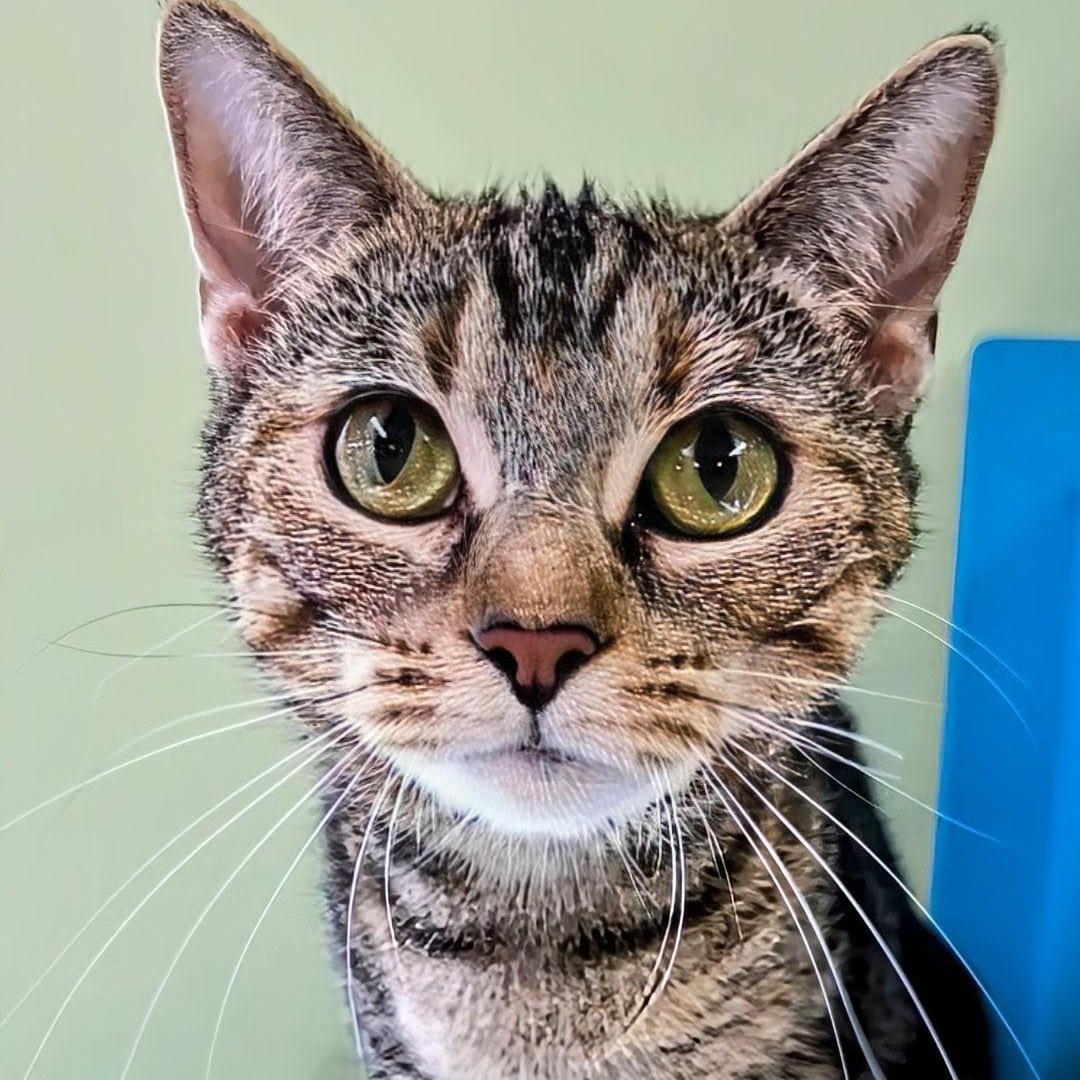 Enlarge Thelma, a Adoptable Domestic Short Hair in West Jefferson, OH image 6/6