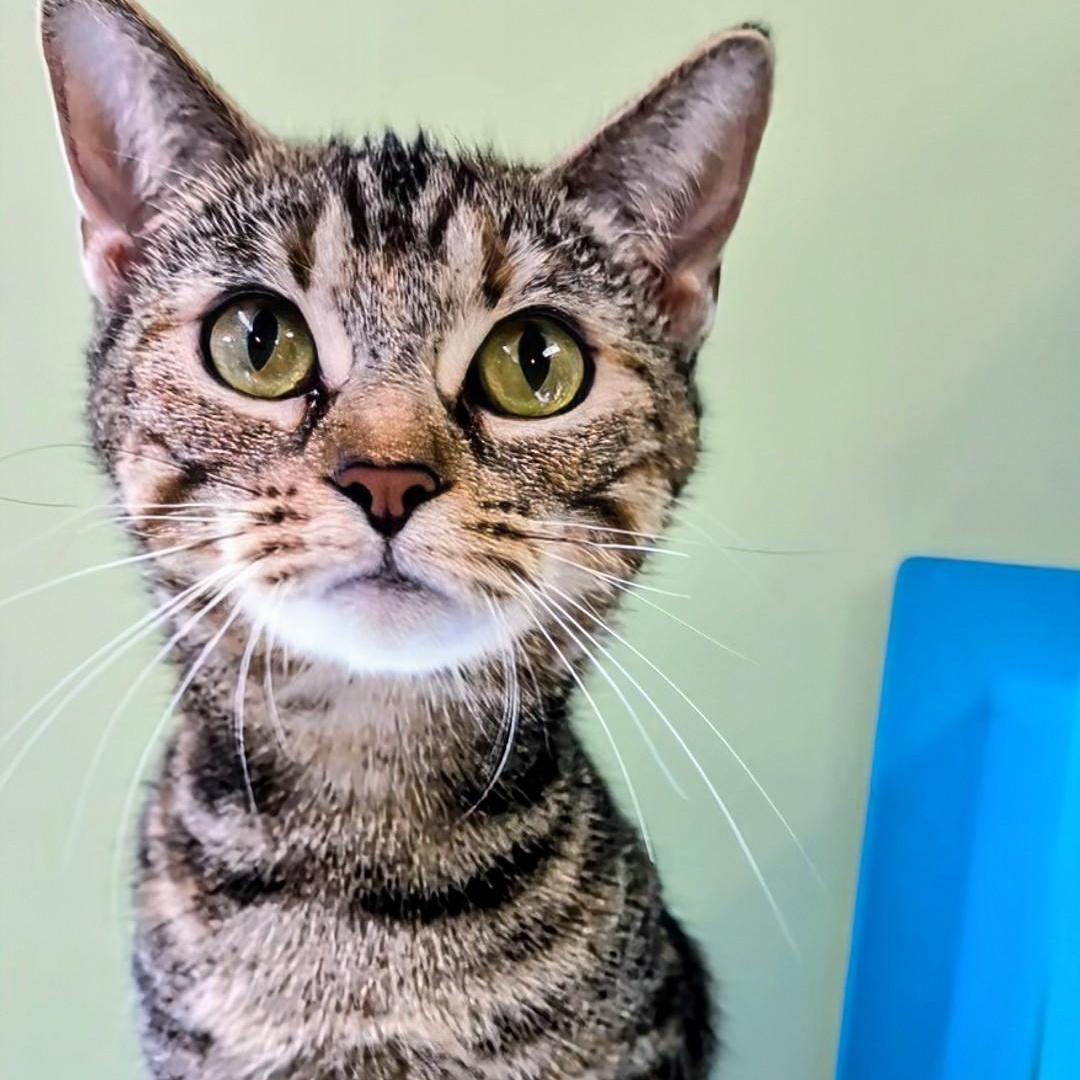 Enlarge Thelma, a Adoptable Domestic Short Hair in West Jefferson, OH image 1/6