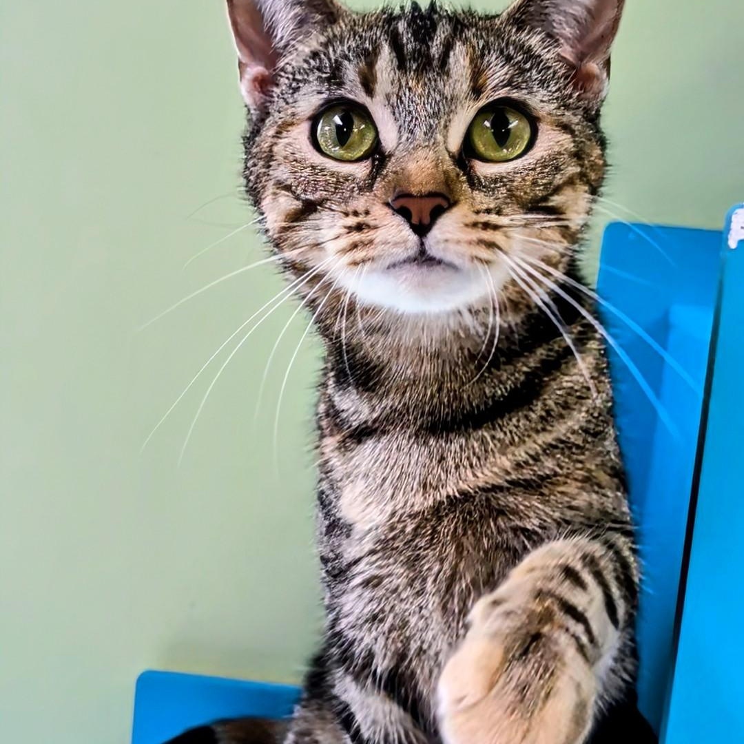 Enlarge Thelma, a Adoptable Domestic Short Hair in West Jefferson, OH image 5/6