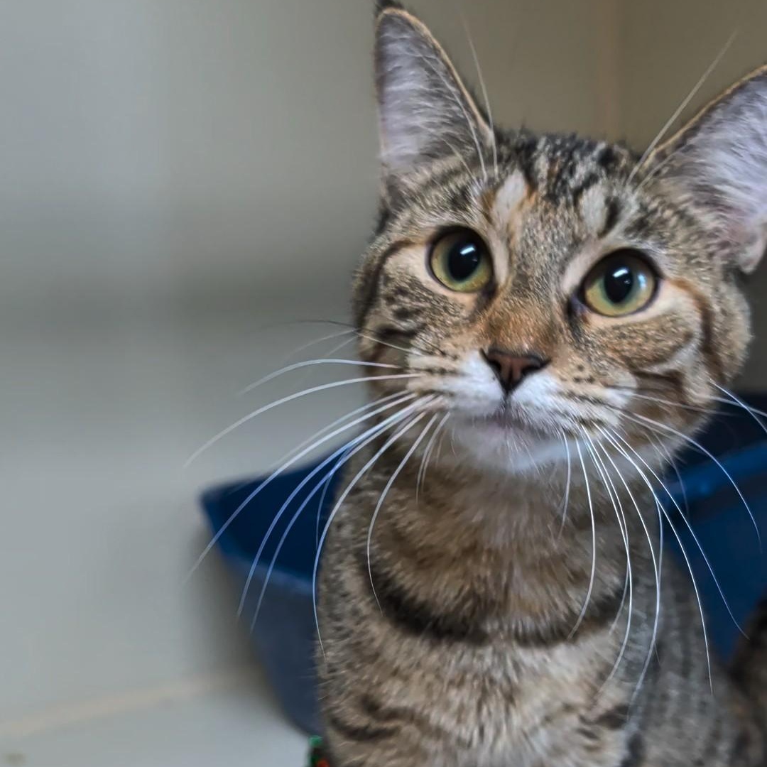 Enlarge Thelma, a Adoptable Domestic Short Hair in West Jefferson, OH image 4/6