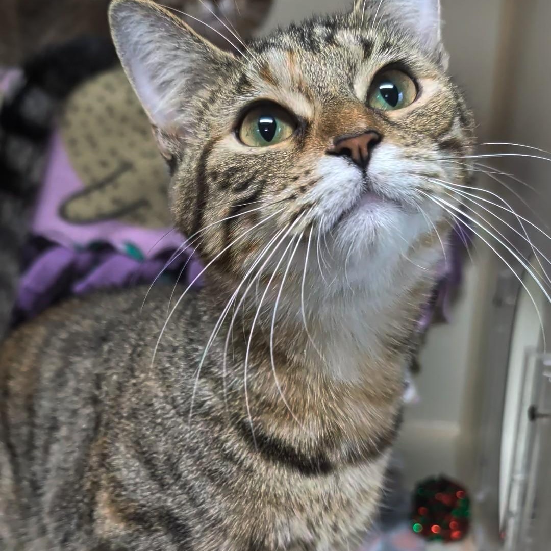 Enlarge Thelma, a Adoptable Domestic Short Hair in West Jefferson, OH image 3/6