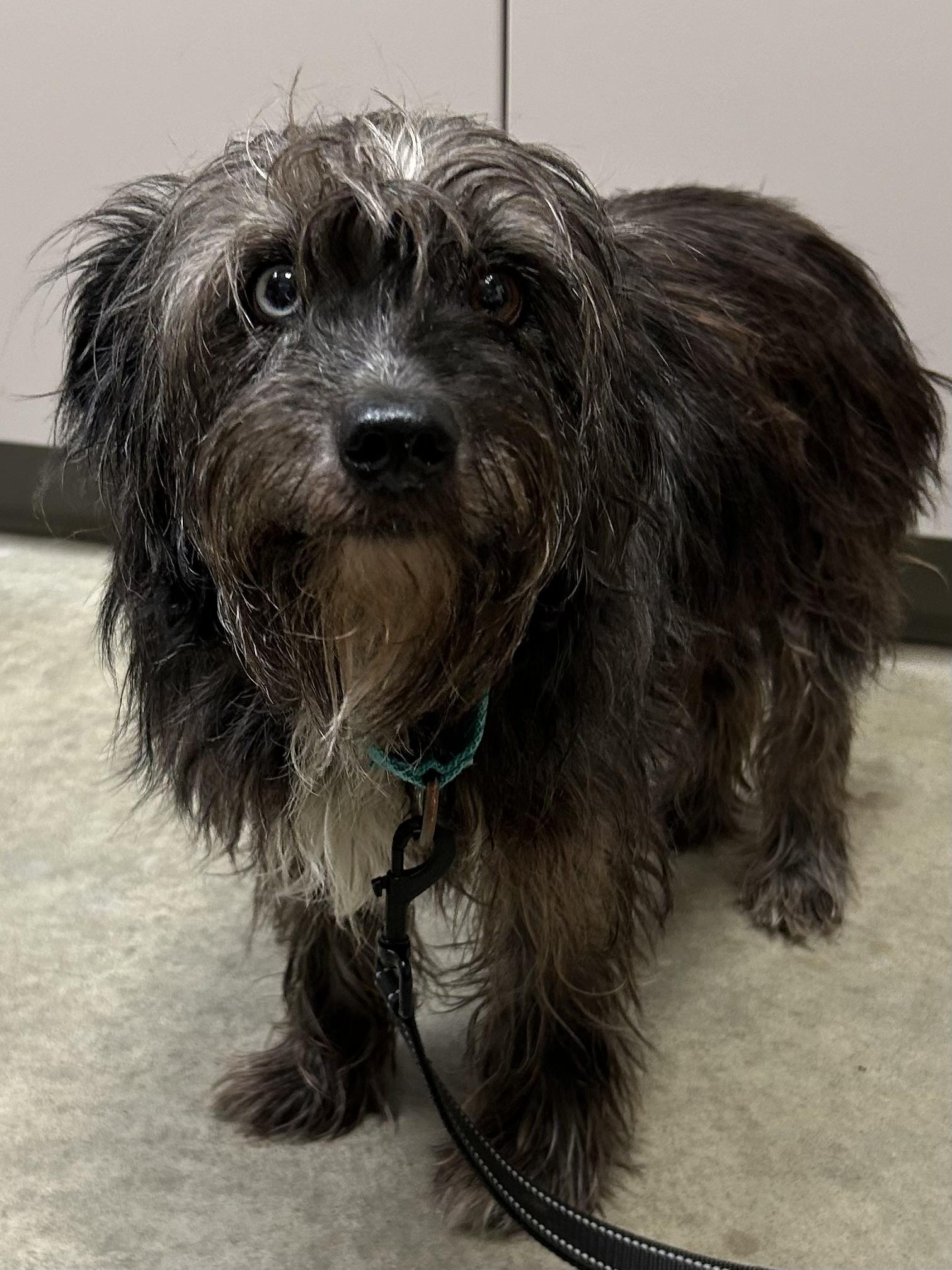Cookie Dough, adopted, Adult Female Mixed Breed.