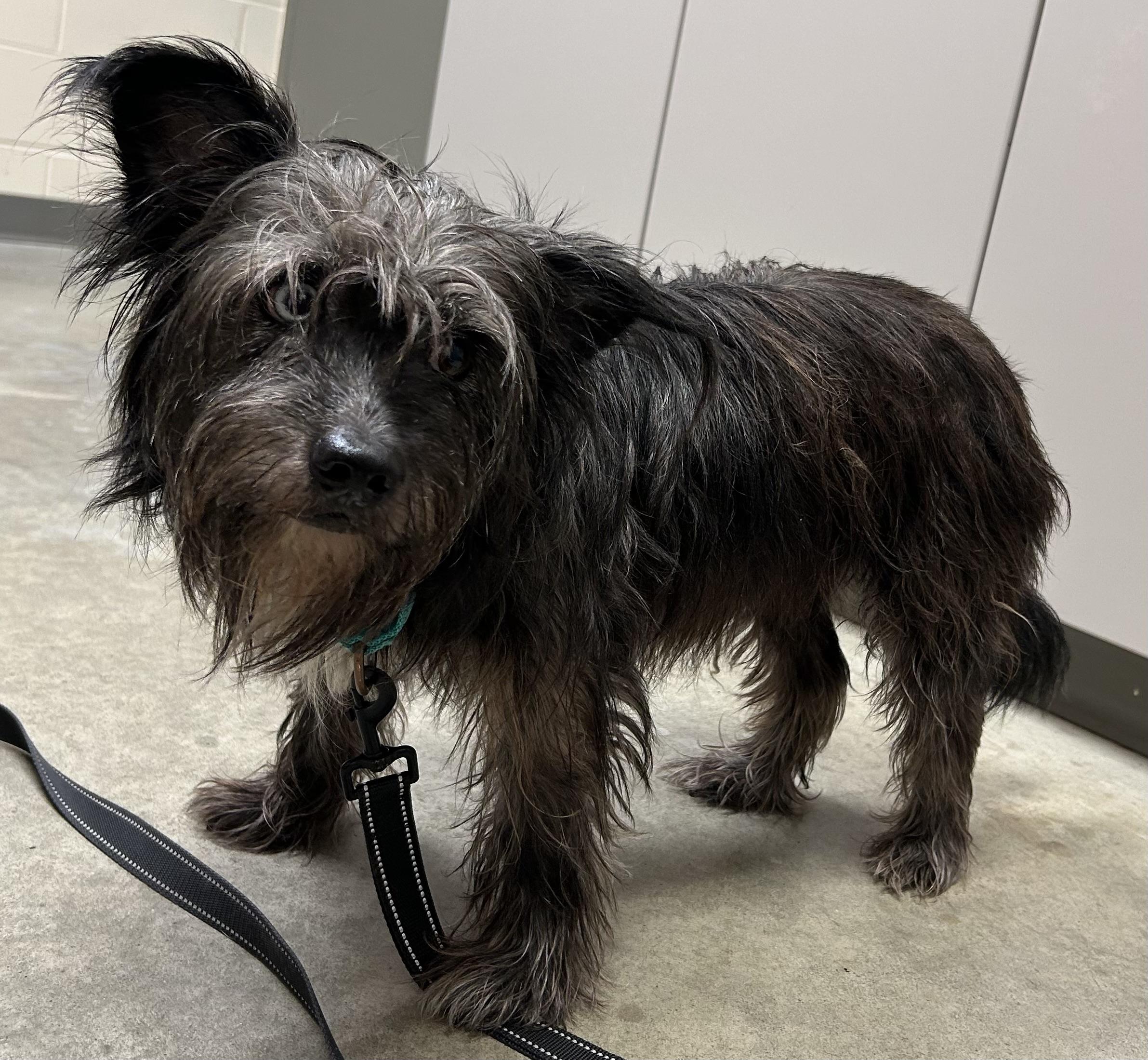 Cookie Dough, an adopted Mixed Breed in Mason City, IA image 2/2