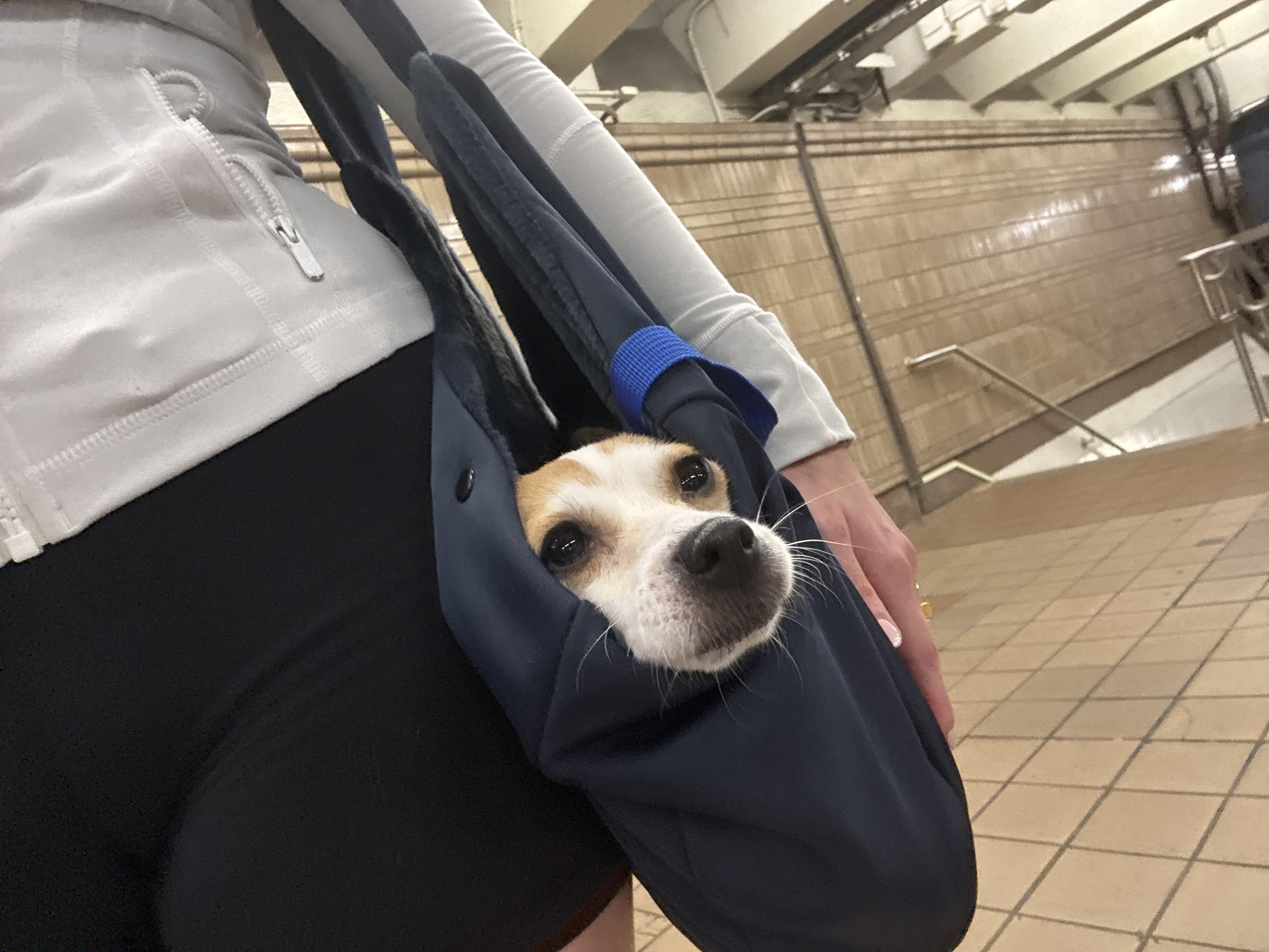 Winnie, ADOPTABLE, Adult • Female, Chihuahua.