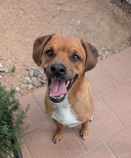 Enlarge Ralfey, a Adoptable mixed breed in Divide, CO image 1/1