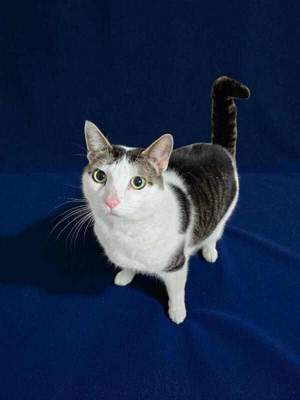 Enlarge Bruce, a Adoptable mixed breed in Mississauga, ON image 2/2