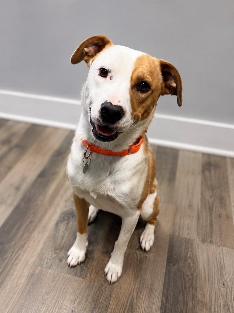 Enlarge Torino, a Adoptable mixed breed in Reno, NV image 2/3
