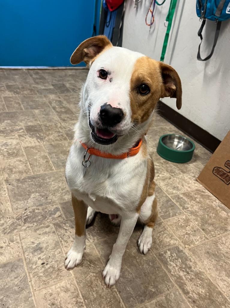 Enlarge Torino, a Adoptable mixed breed in Reno, NV image 3/3