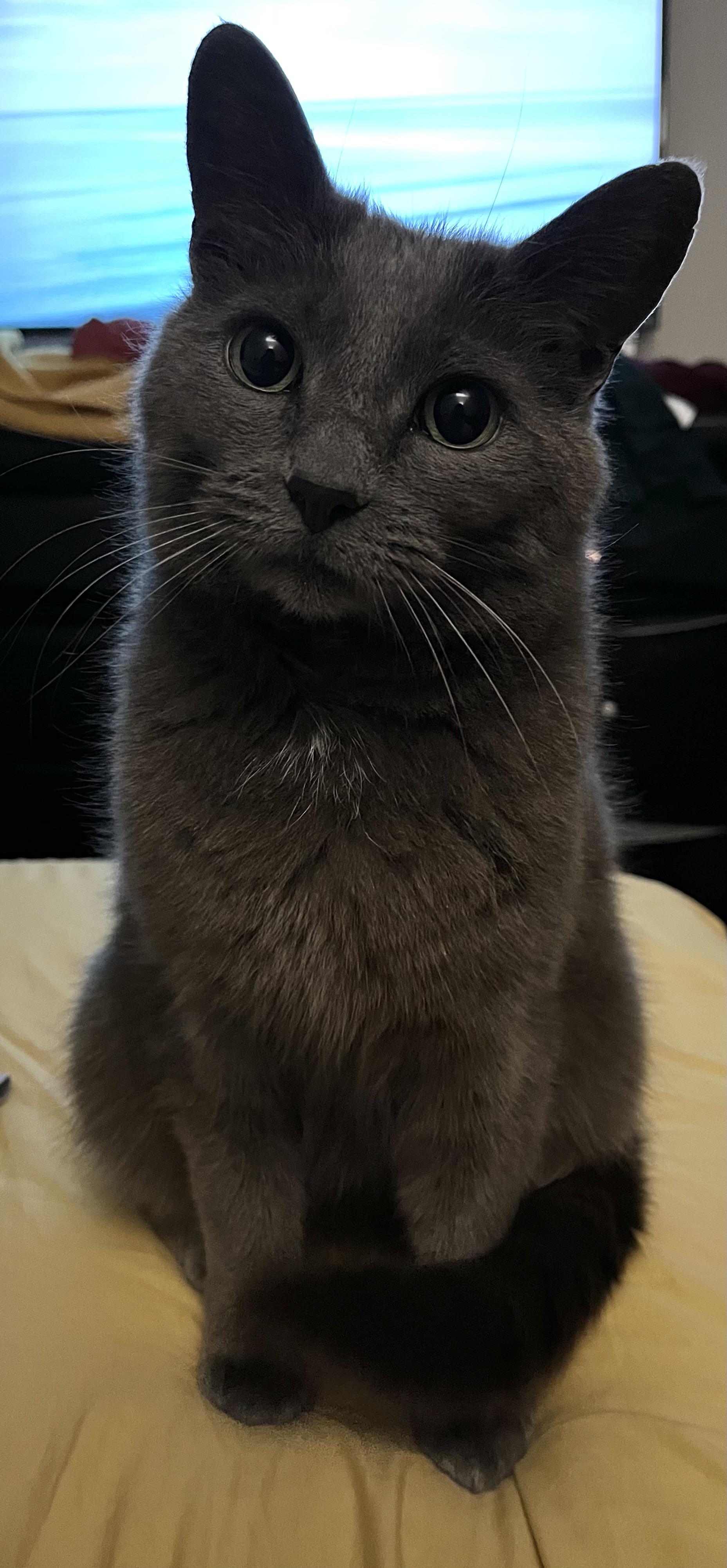 Bjorn, ADOPTABLE, Young Male Russian Blue & Domestic Medium Hair.