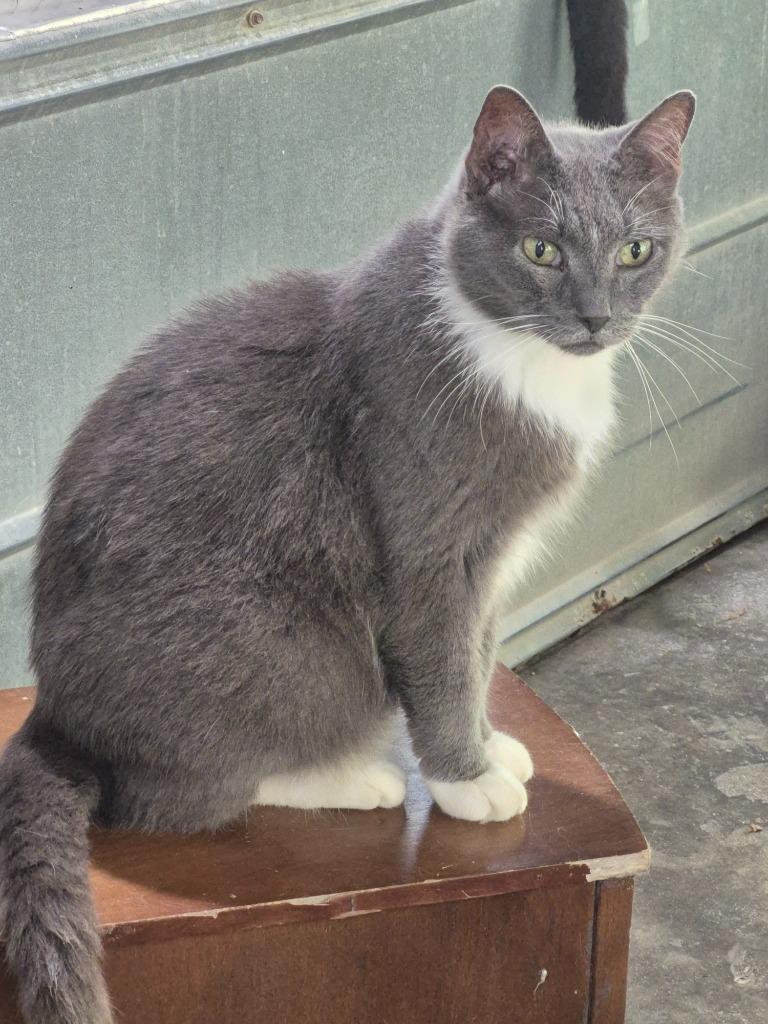 Thumper, Adoptable, Senior Male Domestic Short Hair.
