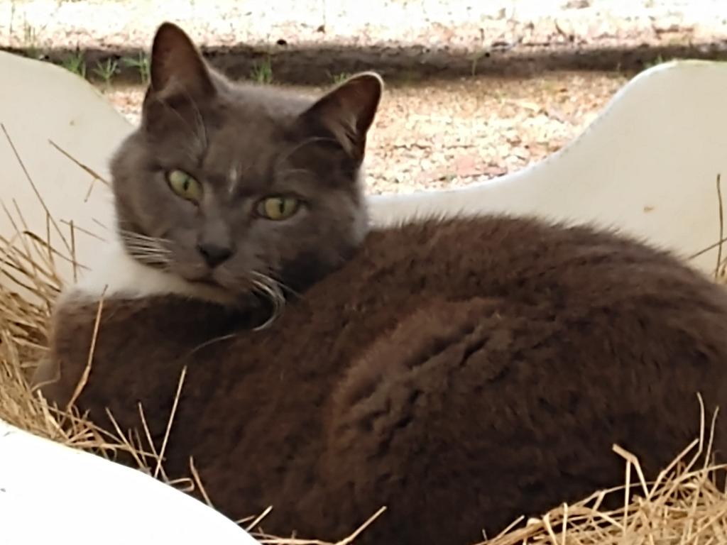 Enlarge Thumper, a Adoptable mixed breed in Pittsboro, NC image 3/4