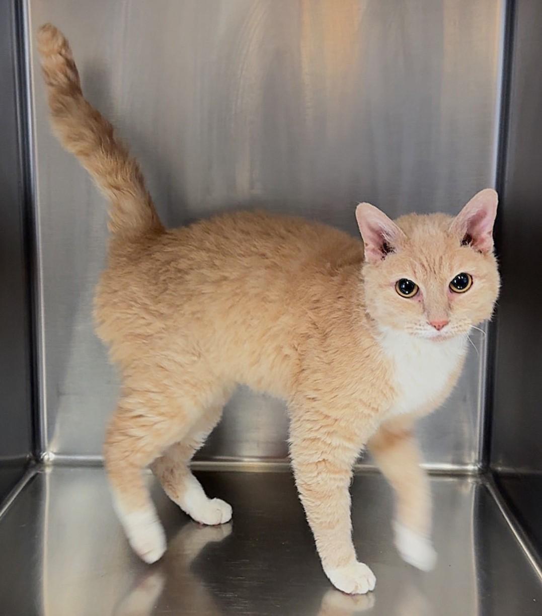 Annie, ADOPTABLE, Adult Female Domestic Short Hair.