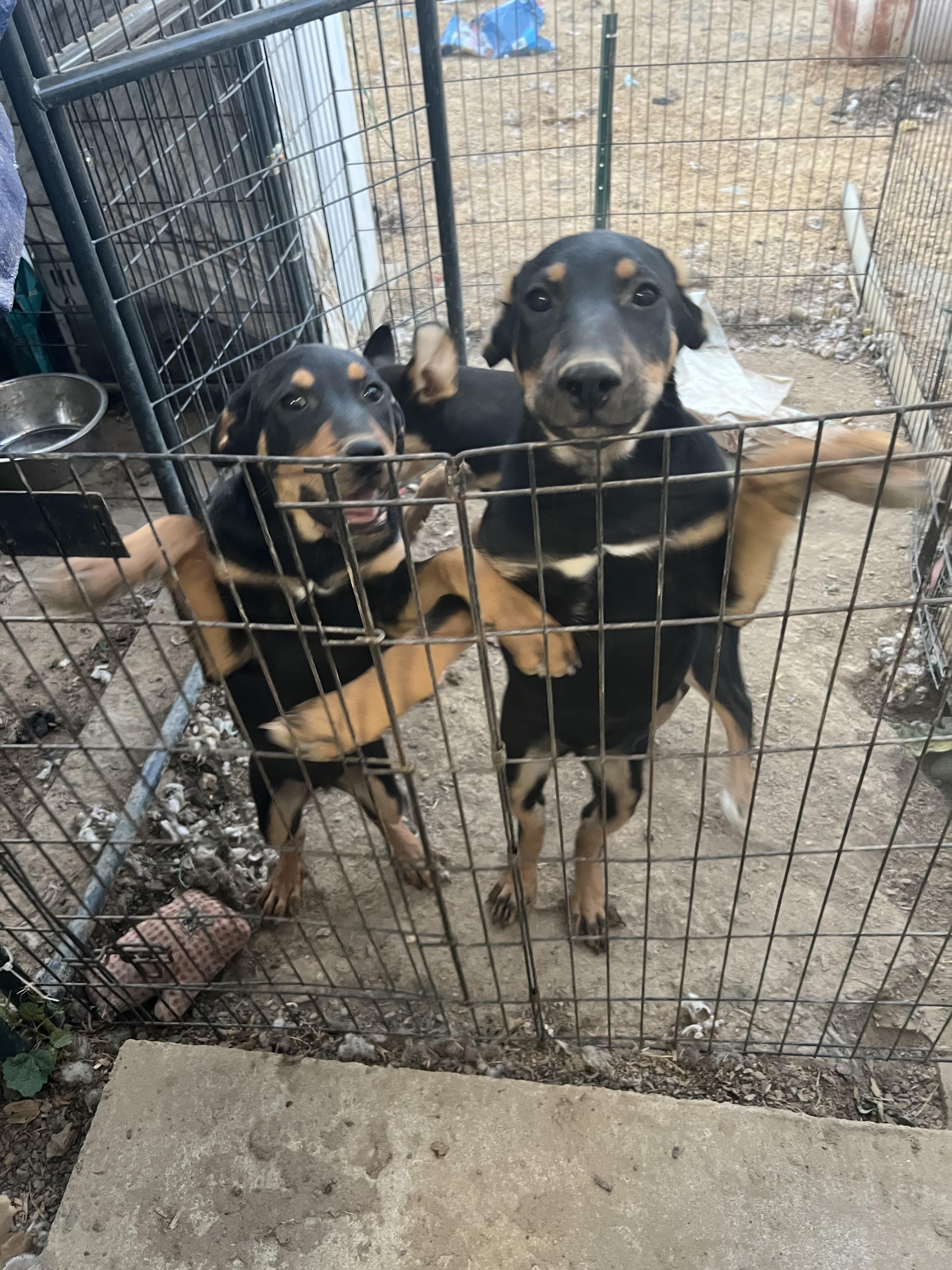 River, a Adoptable Mixed Breed in San Jose, CA image 1/3