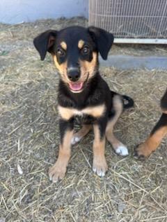 River, a Adoptable Mixed Breed in San Jose, CA image 2/3