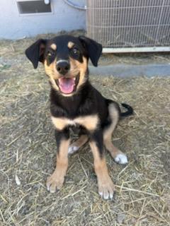 River, a Adoptable Mixed Breed in San Jose, CA image 3/3