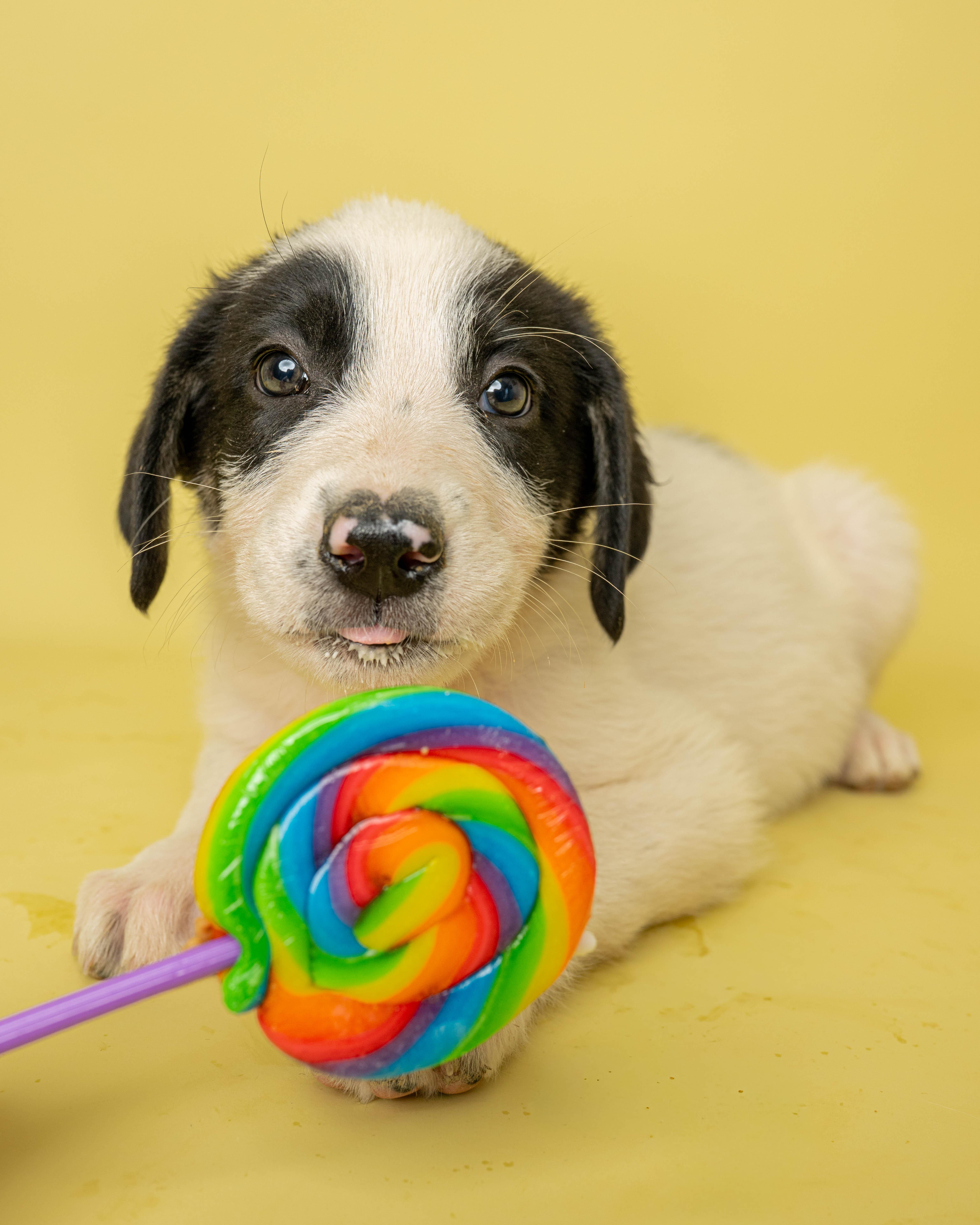 Sweet Tooth, a ADOPTABLE Mixed Breed in Rock Springs, WY image 3/3
