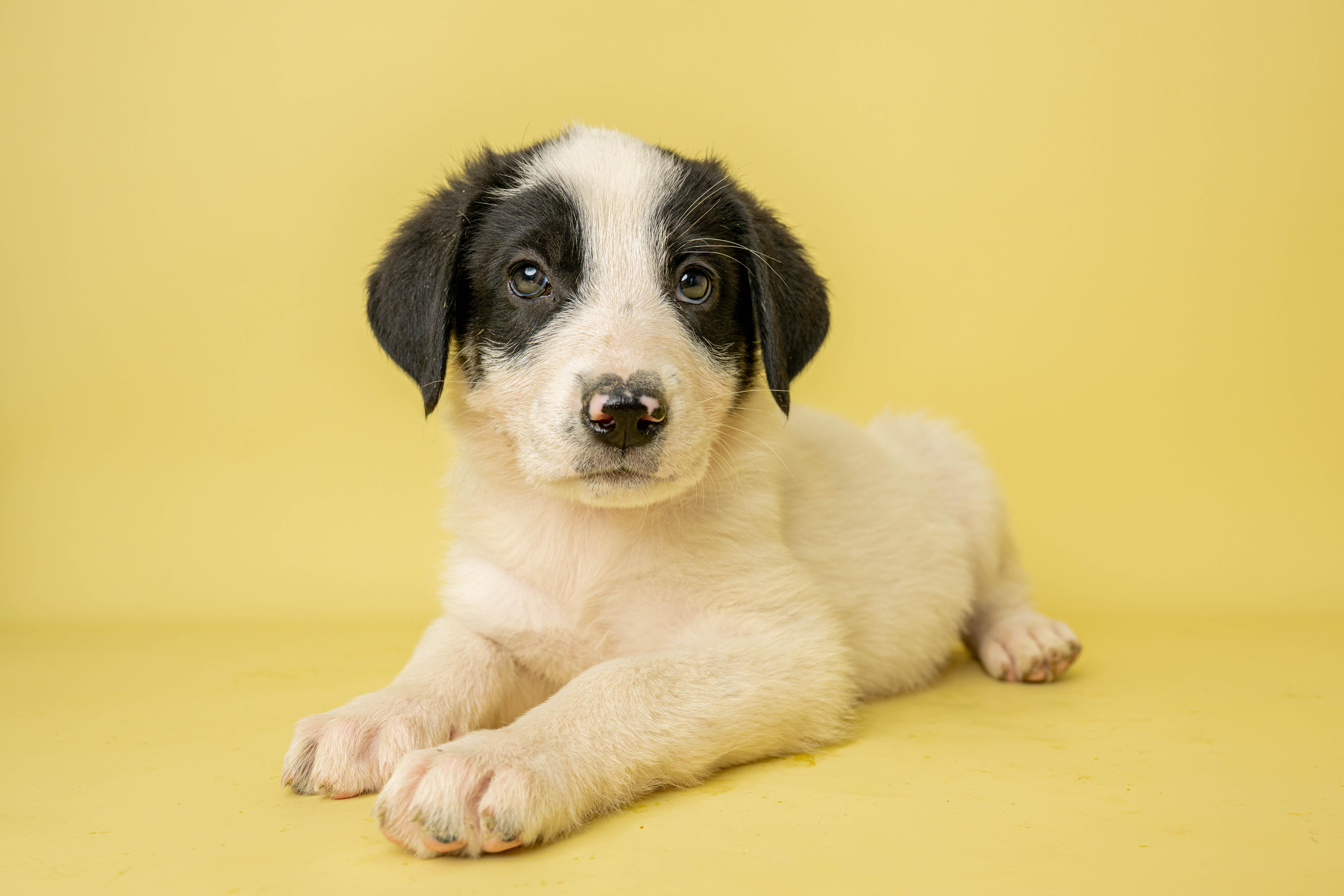 Sweet Tooth, a ADOPTABLE Mixed Breed in Rock Springs, WY image 1/3