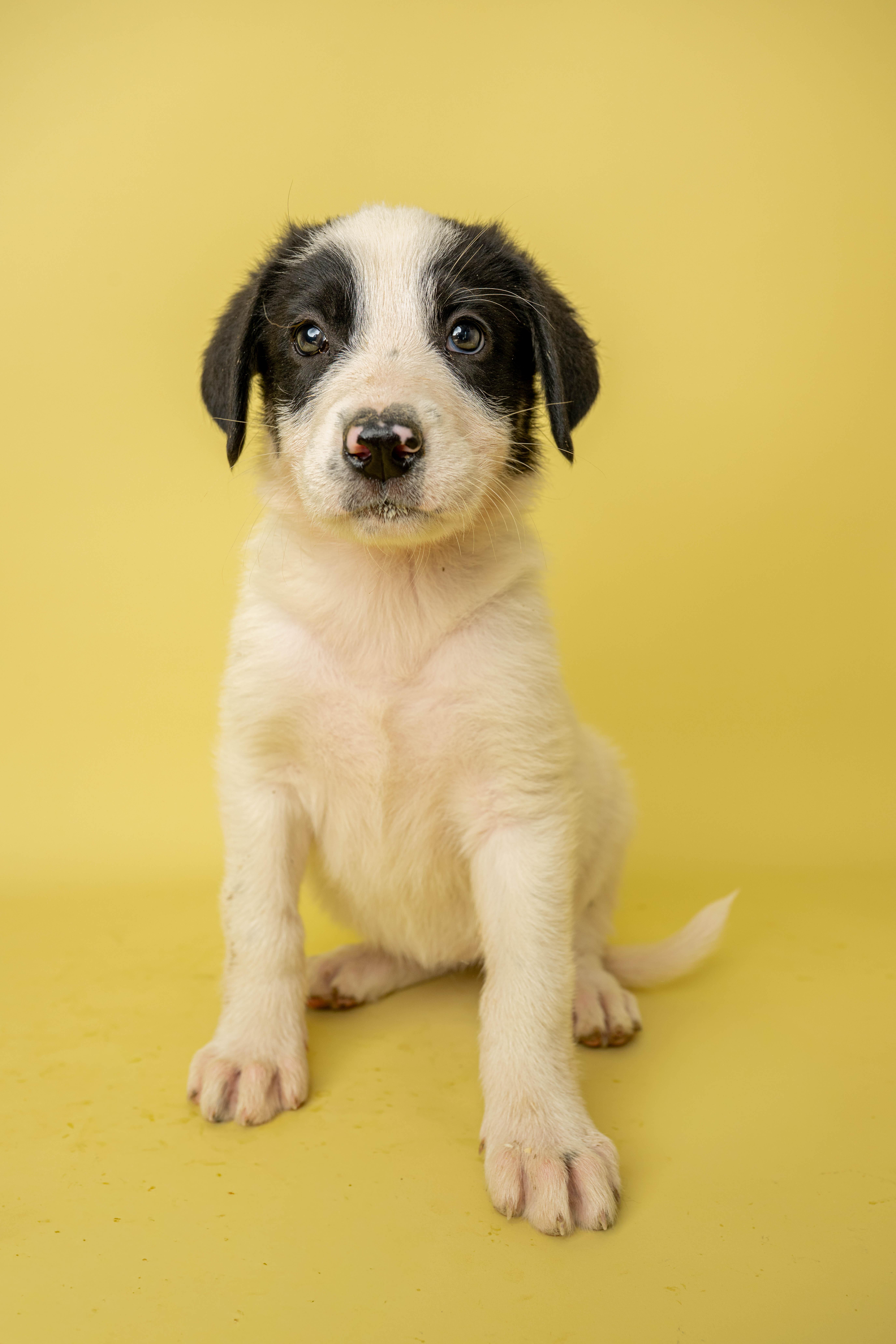 Sweet Tooth, a ADOPTABLE Mixed Breed in Rock Springs, WY image 2/3