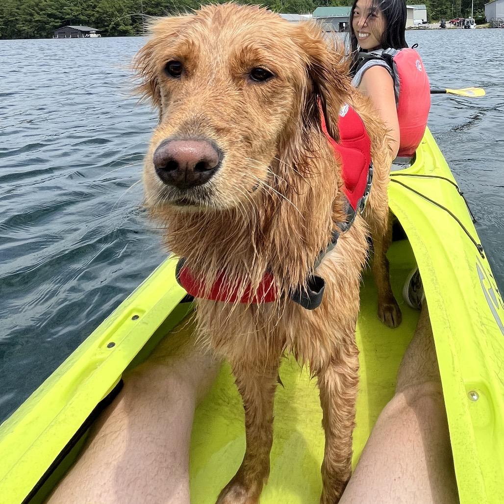 Enlarge Bunny, a Adoptable Golden Retriever in Jersey City, NJ image 1/4