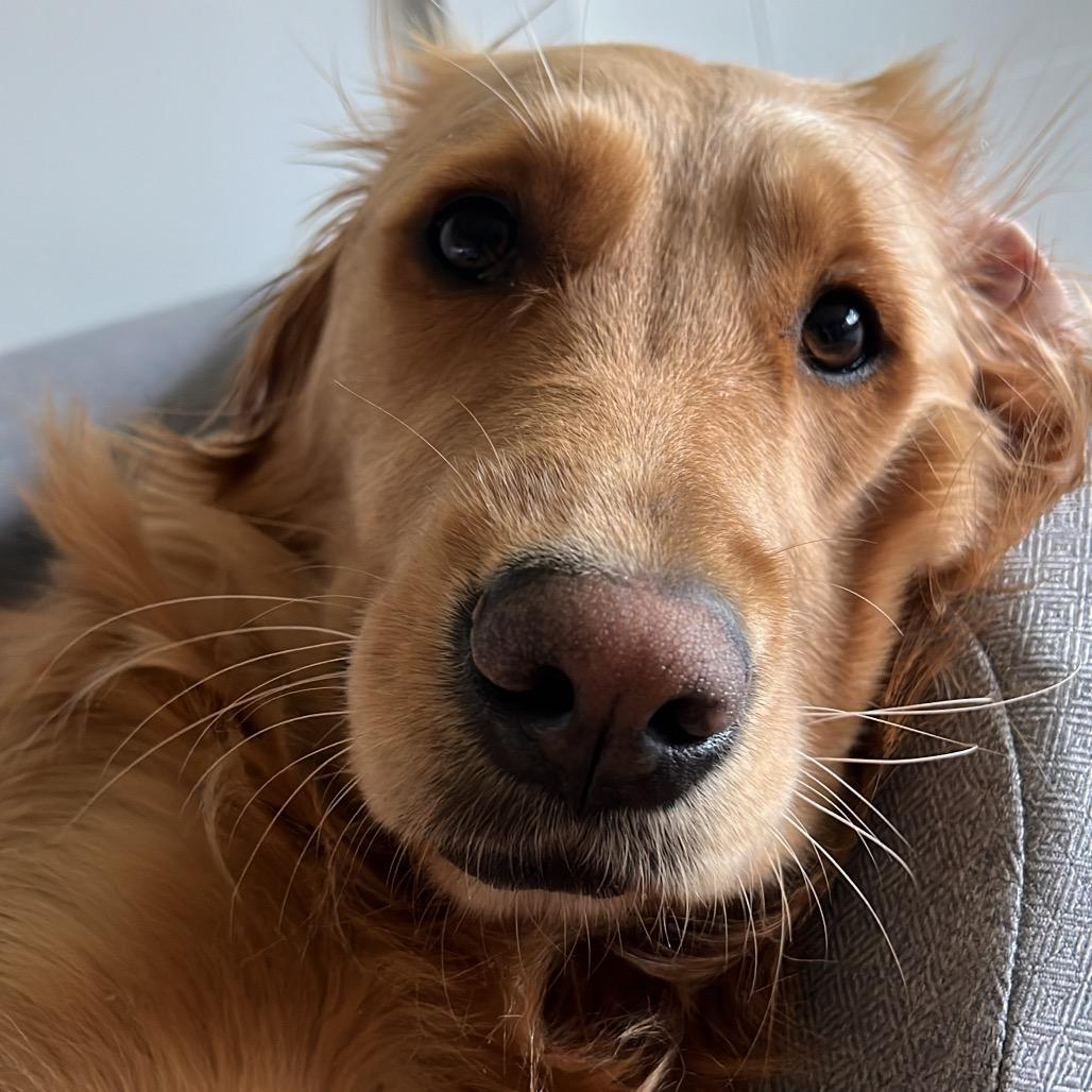 Enlarge Bunny, a Adoptable Golden Retriever in Jersey City, NJ image 2/4