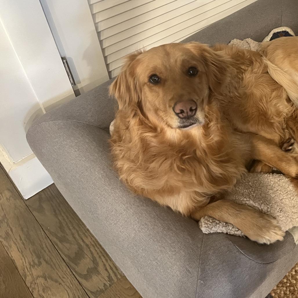 Enlarge Bunny, a Adoptable Golden Retriever in Jersey City, NJ image 4/4