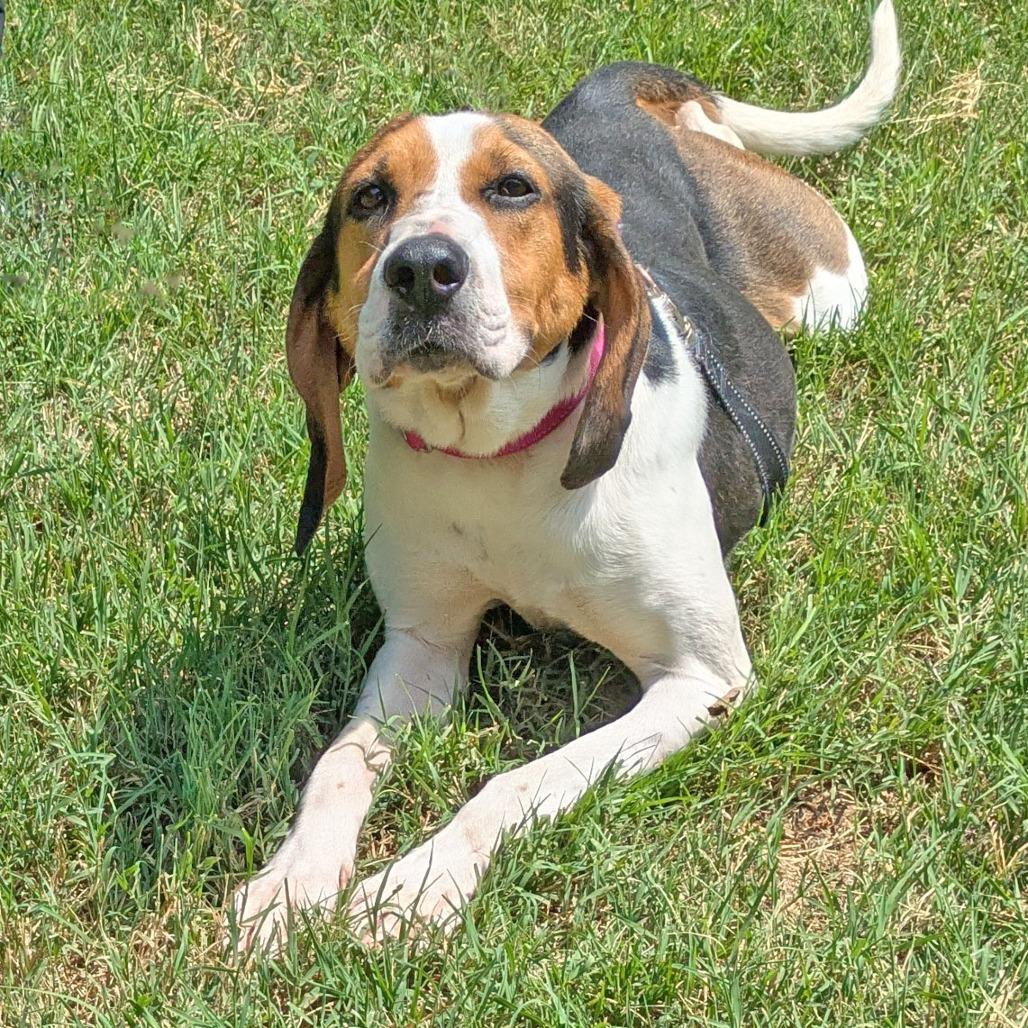 Lady Bird, Adoptable, Adult Female Treeing Walker Coonhound.