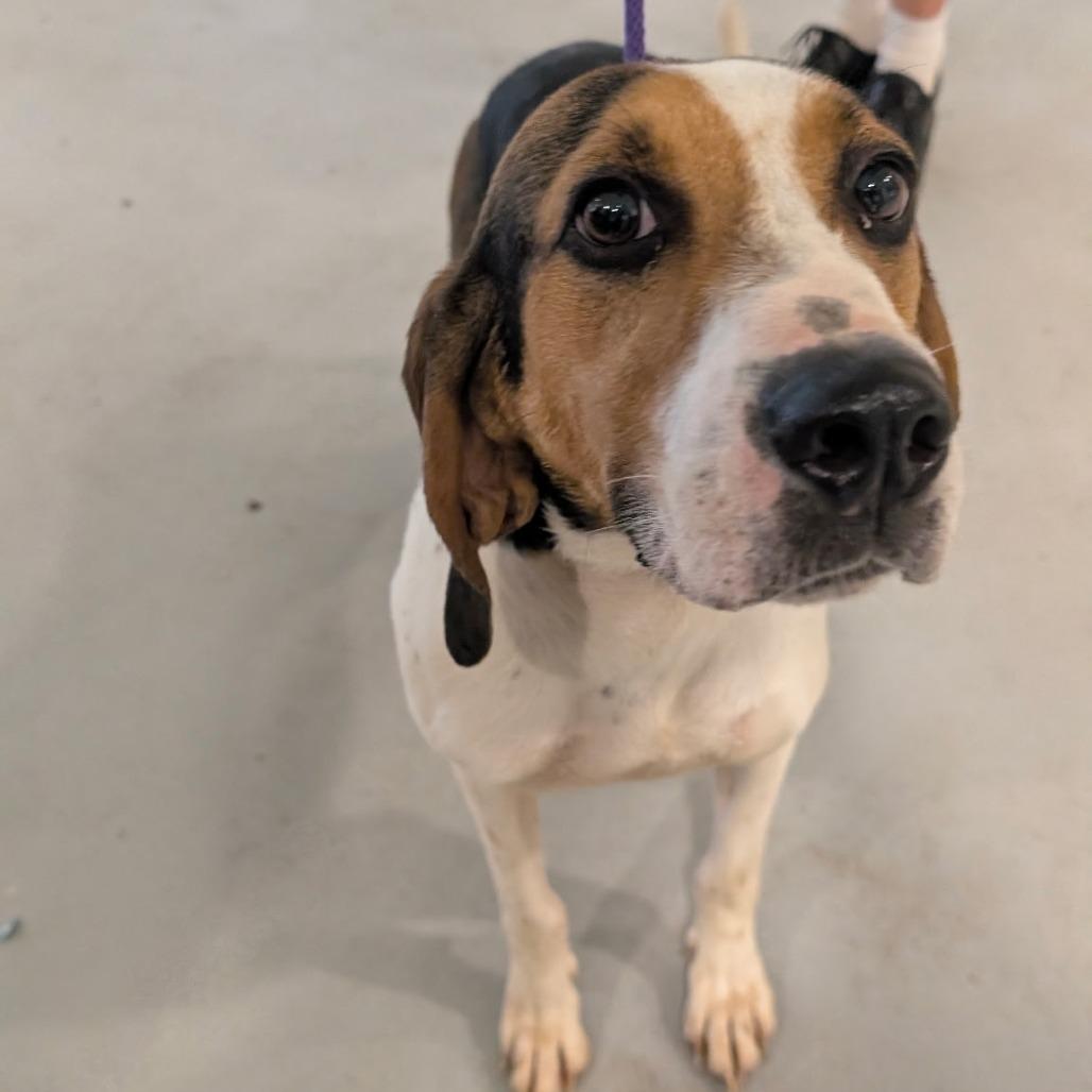 Lady Bird, a Adoptable Treeing Walker Coonhound in Charlottesville, VA image 2/4