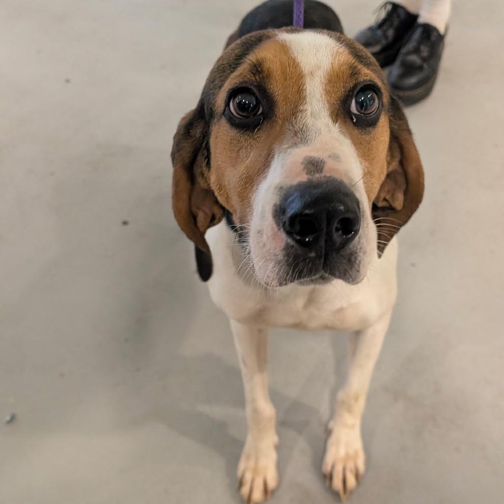 Lady Bird, a Adoptable Treeing Walker Coonhound in Charlottesville, VA image 3/4