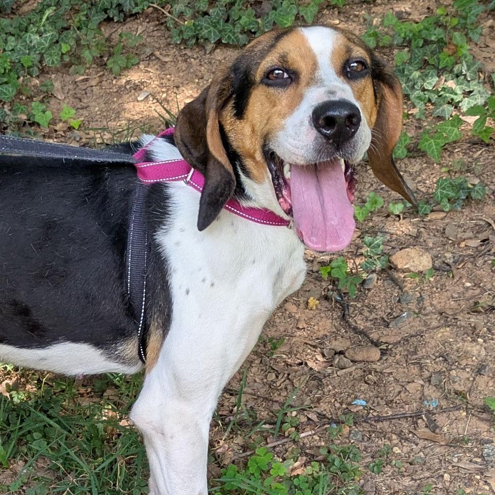 Lady Bird, a Adoptable Treeing Walker Coonhound in Charlottesville, VA image 4/4