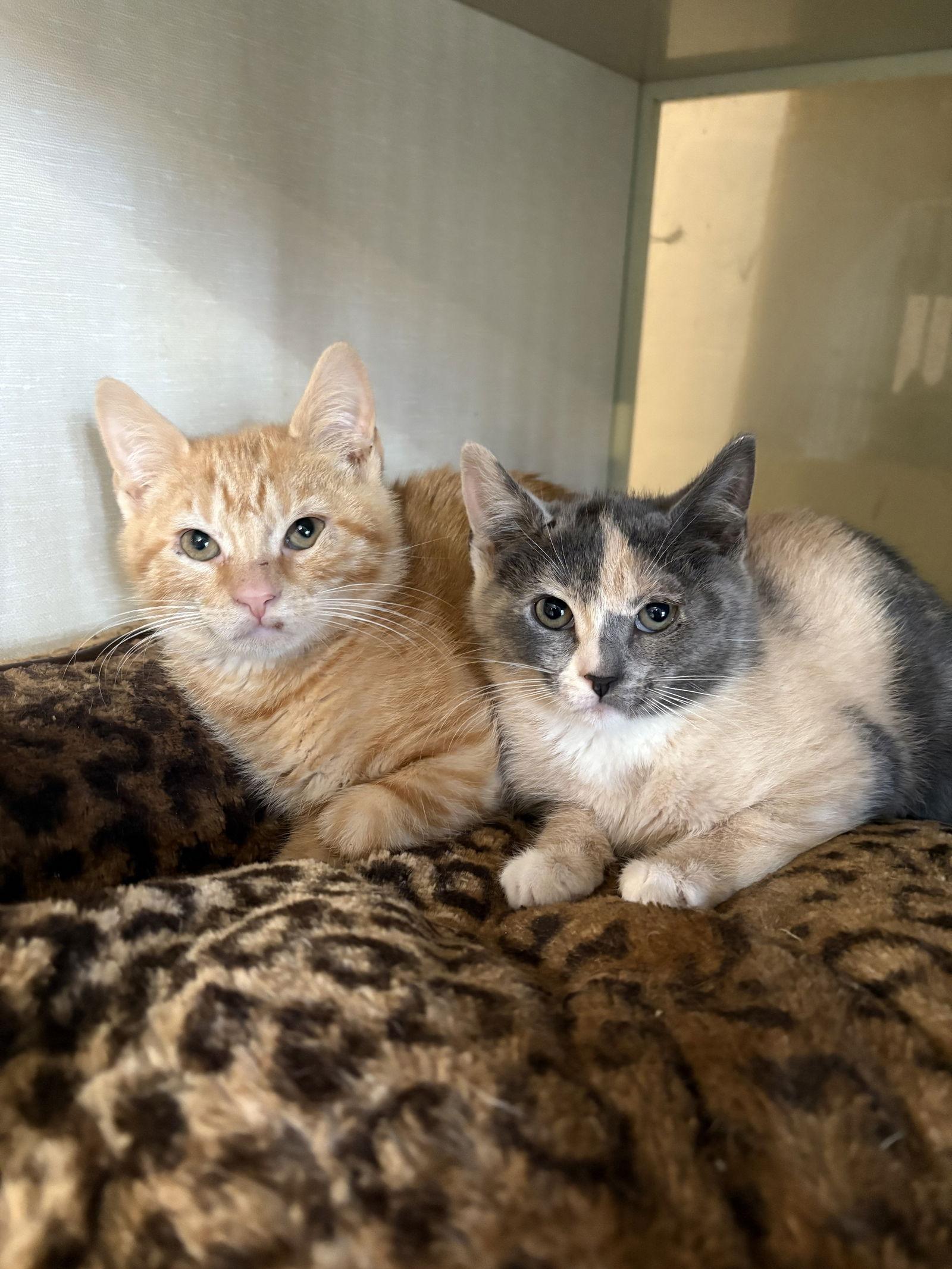 Benny, Adoptable, Young Male Domestic Short Hair & Tabby.