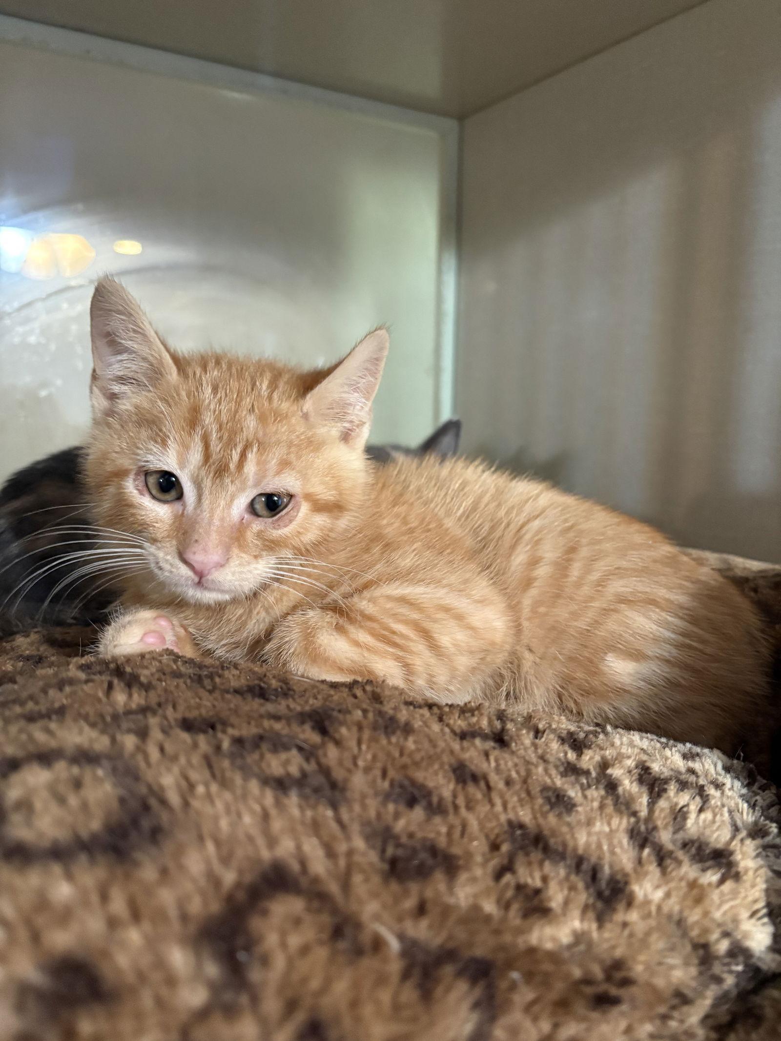 Enlarge Benny, a Adoptable mixed breed in Yardley, PA image 2/3