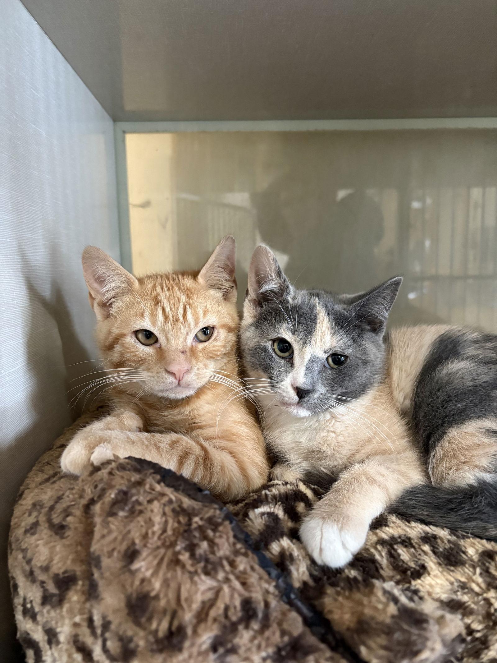 Enlarge Benny, a Adoptable mixed breed in Yardley, PA image 3/3