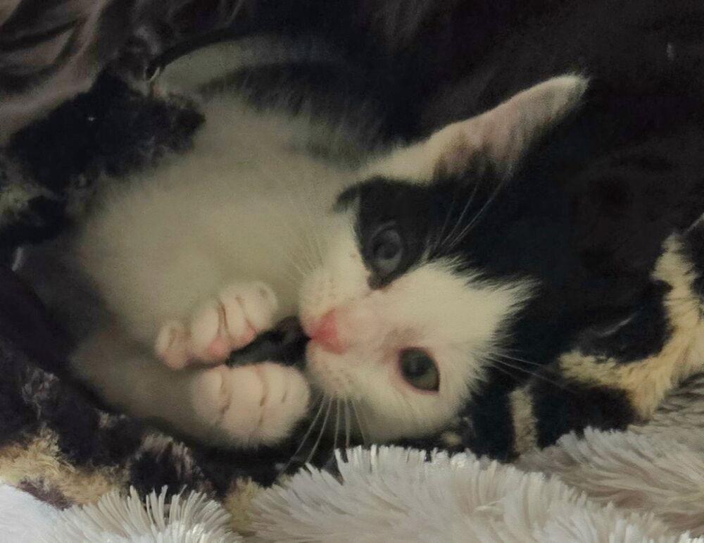 Teletubbies: Lala, Adoptable, Kitten Male Domestic Short Hair.