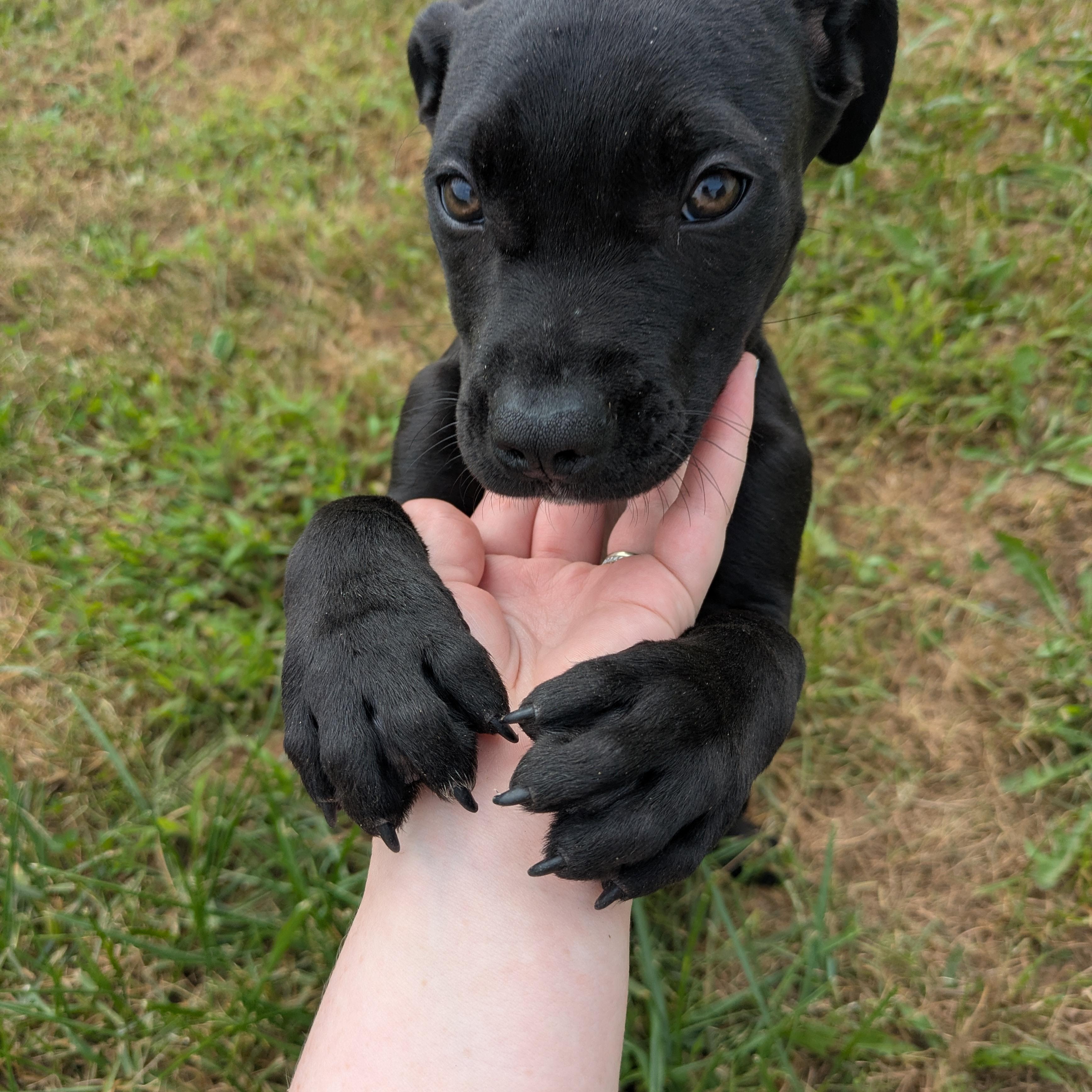Scrappy, a Adoptable mixed breed in Covington, VA image 4/6