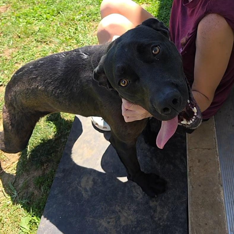 Enlarge Scrappy, a Adoptable mixed breed in Covington, VA image 2/6
