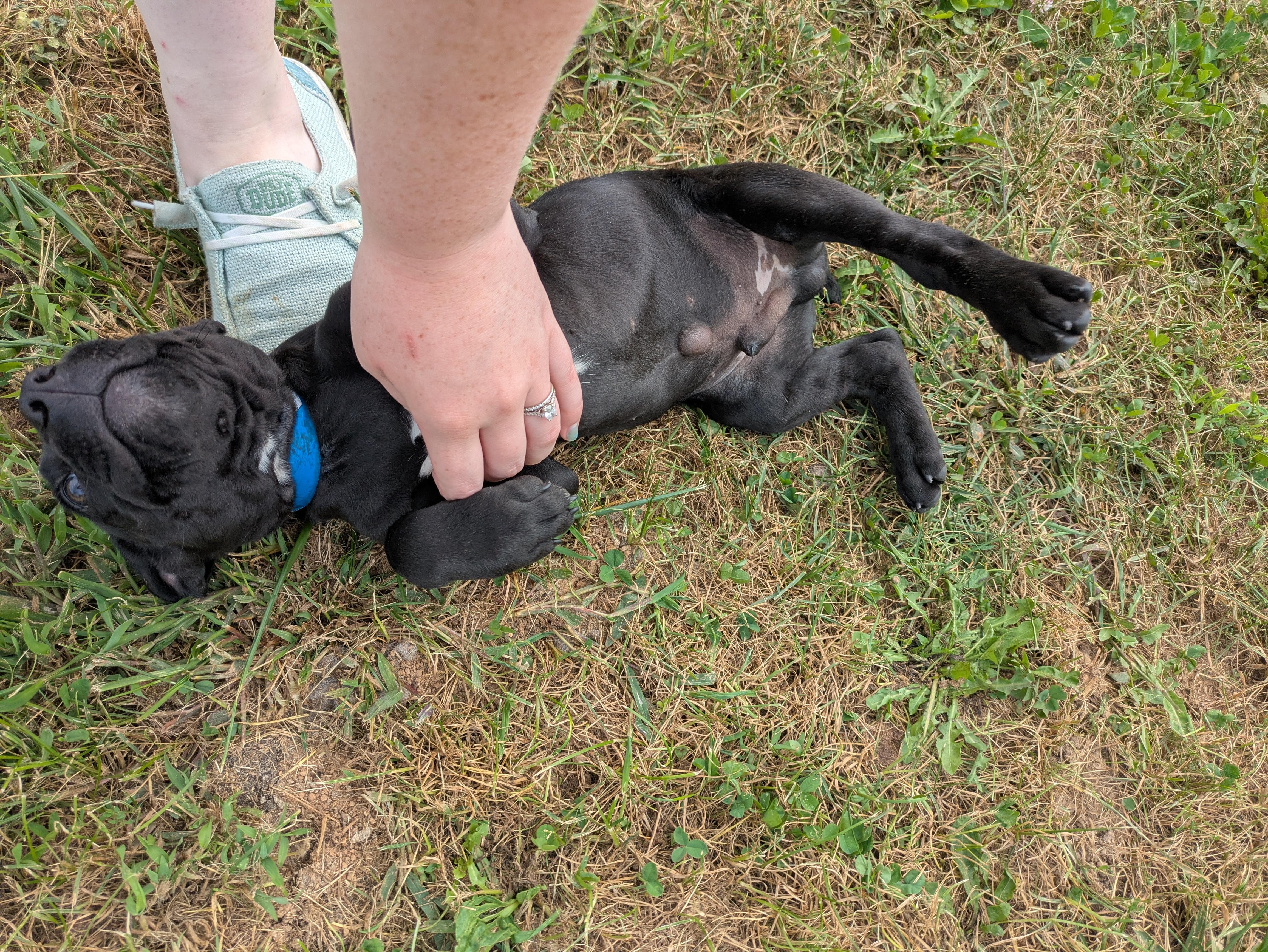 Scrappy, a Adoptable mixed breed in Covington, VA image 6/6