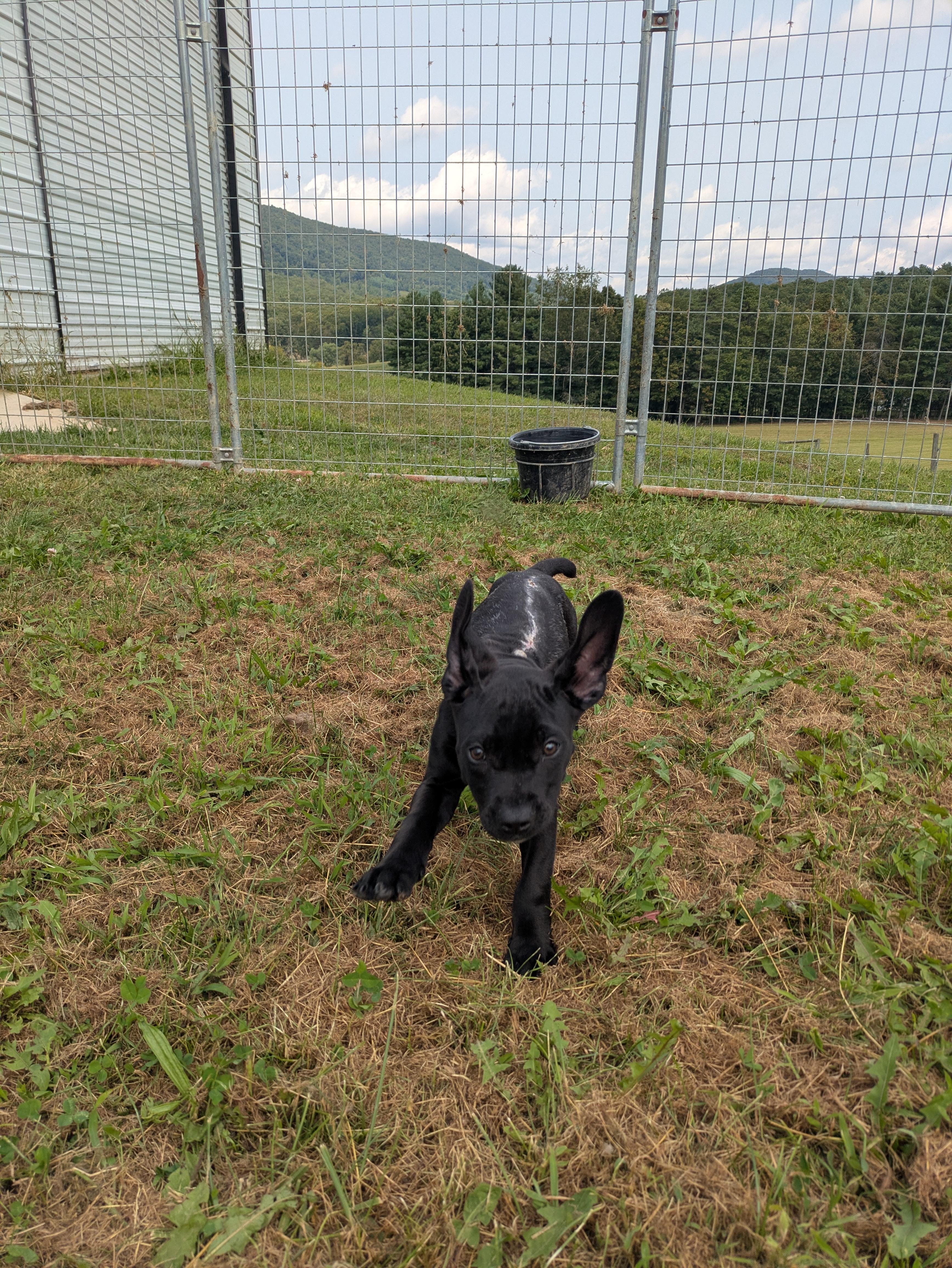 Scrappy, a Adoptable mixed breed in Covington, VA image 5/6